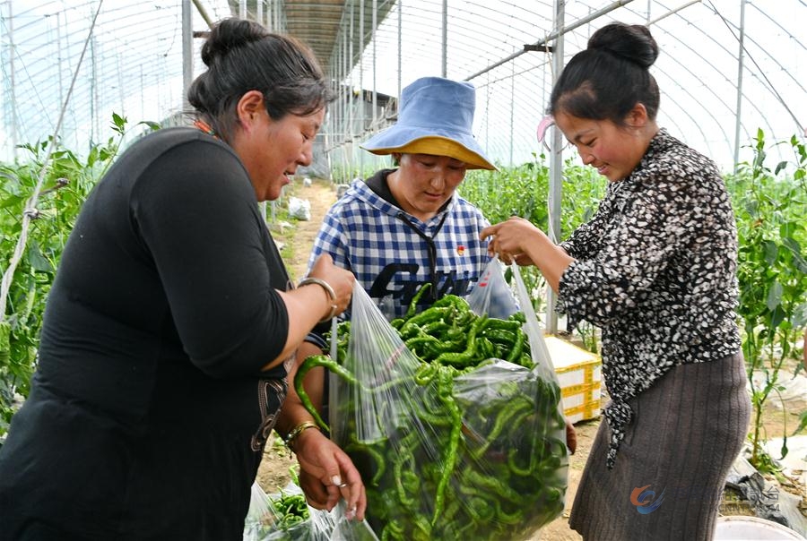 (经济)(4)西藏林芝:蔬菜种植 鼓起百姓“钱袋子”