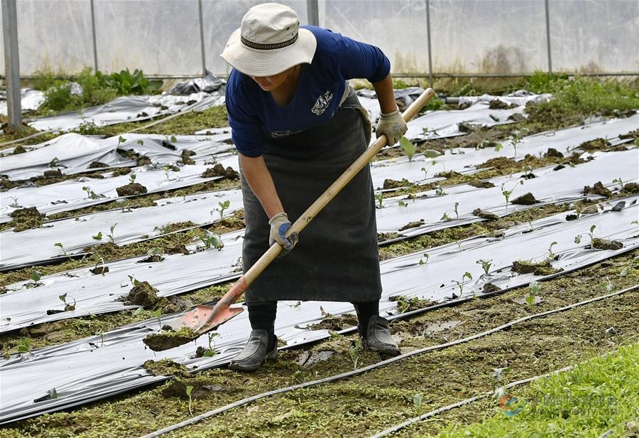 (经济)(1)西藏林芝:蔬菜种植 鼓起百姓“钱袋子”