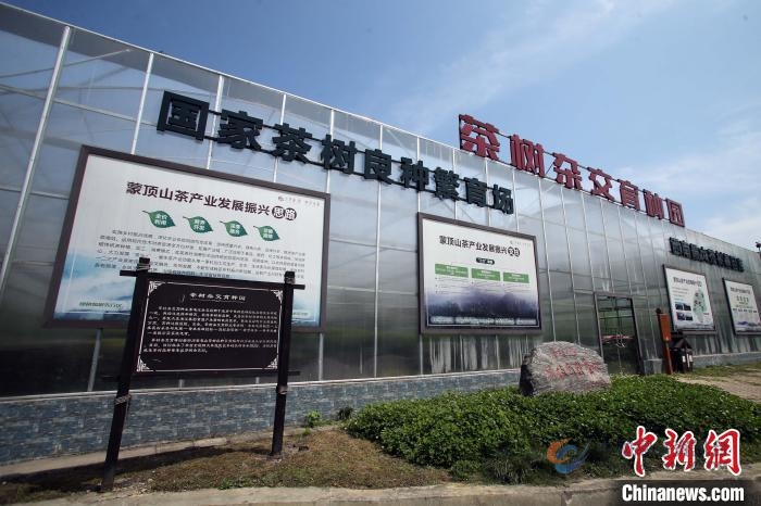 茶树杂交育种园。王磊 摄 茶树杂交育种园。王磊 摄