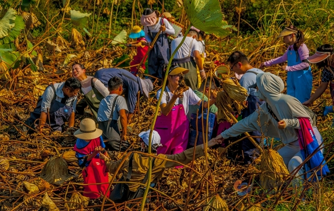 乡村游,农旅研学成热点。浦口区文旅局供图