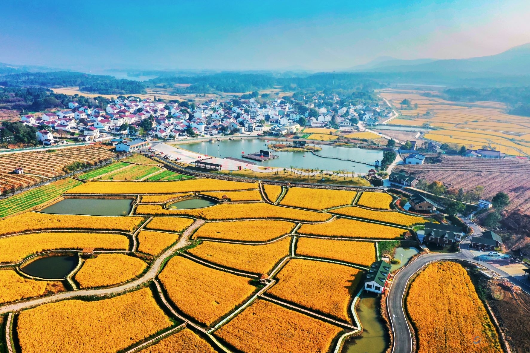 金秋时节的芝山村。 受访地供图