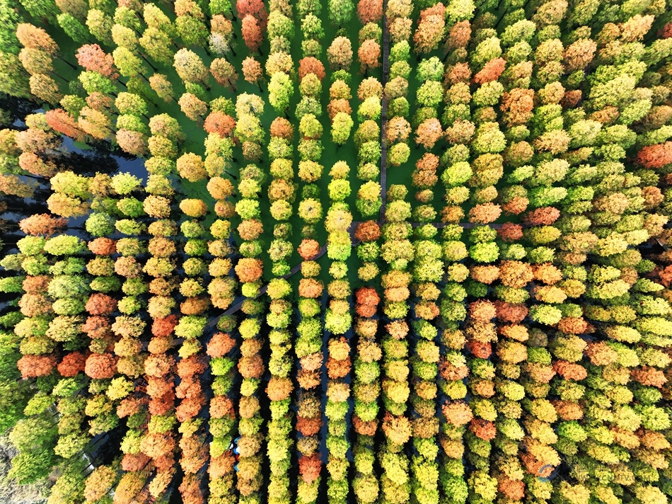“水上森林”宛若油画一般。孟德龙摄