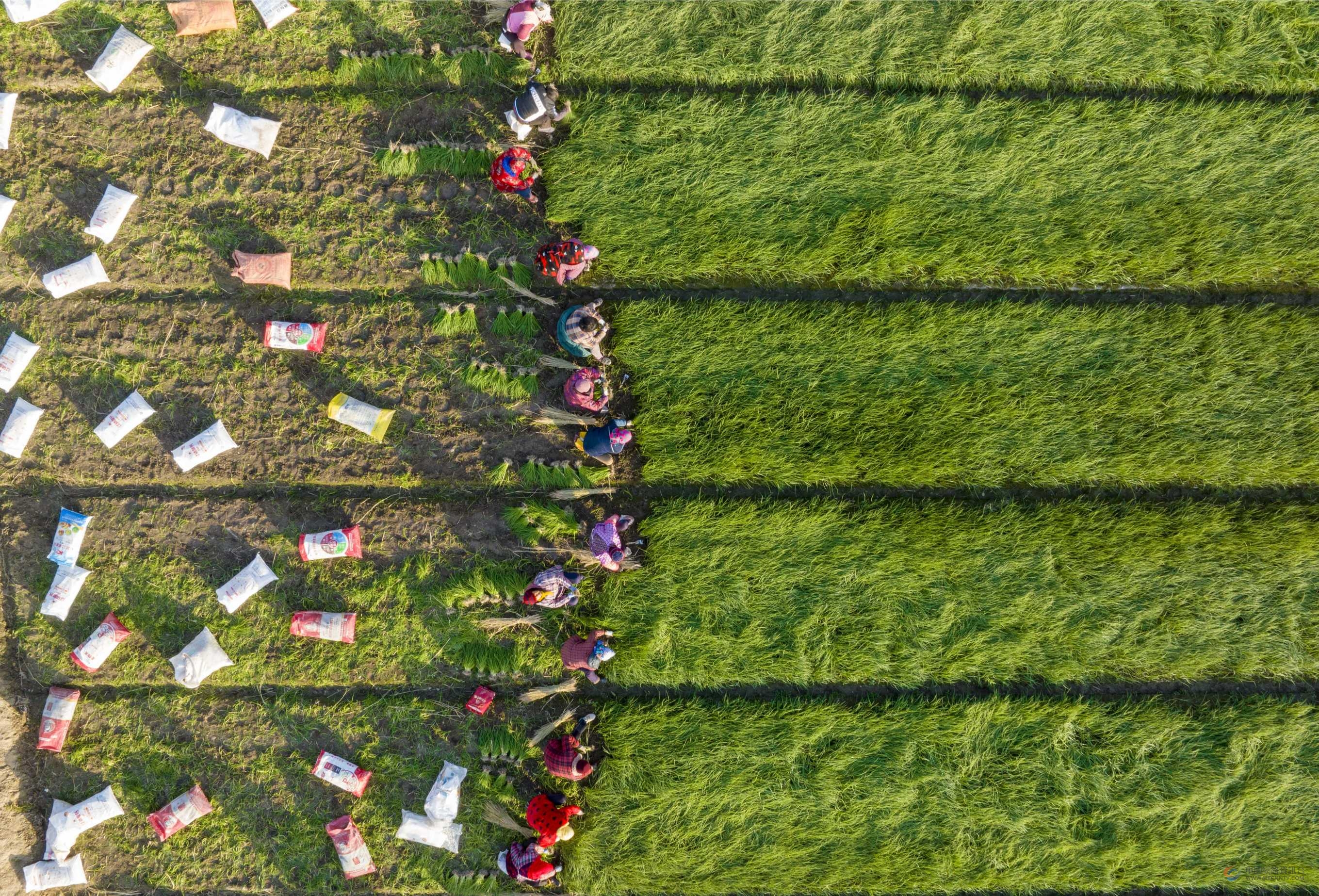 葱农在洋葱种植基地移栽洋葱苗。周社根摄