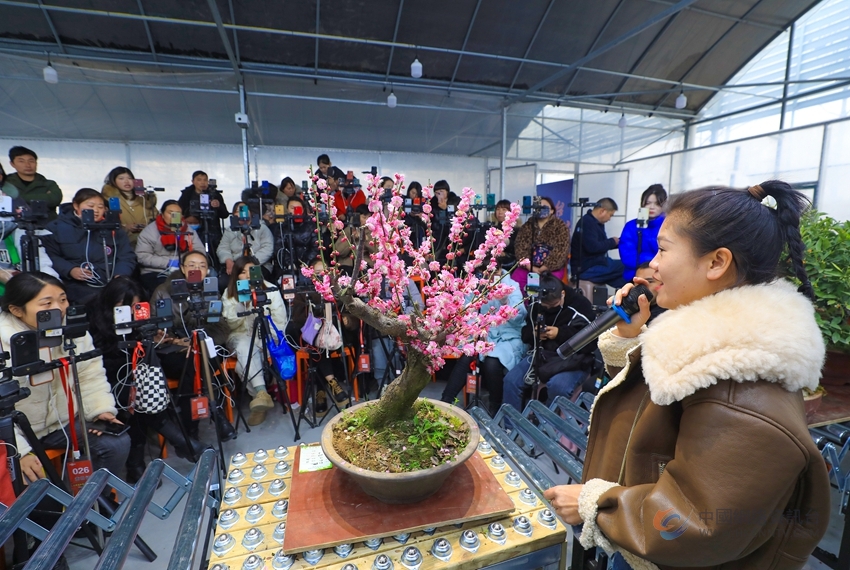 数十名花木电商主播通过矩阵直播与粉丝互动，提升销量。丁华明摄