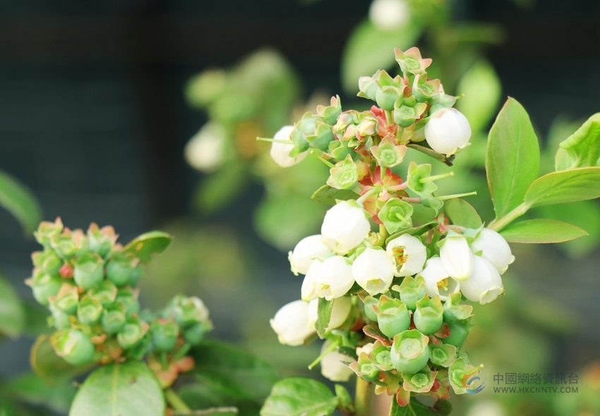蓝莓花犹如白铃铛。孟楠楠摄