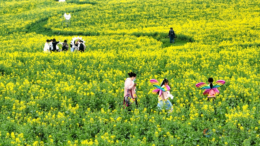 万亩油菜花绽放。傅志伟摄