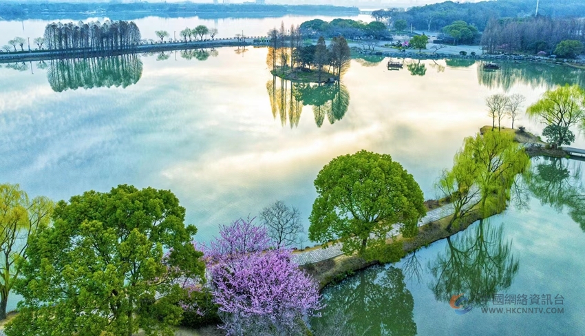 从鼋头渚充山隐秀、十里芳径到樱花谷的花团锦簇，一波粉色早樱花潮在靓丽太湖湾展露笑颜。刘楠 摄