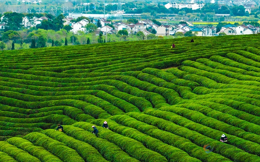 4000亩优质春茶的青山茶场。刘列摄