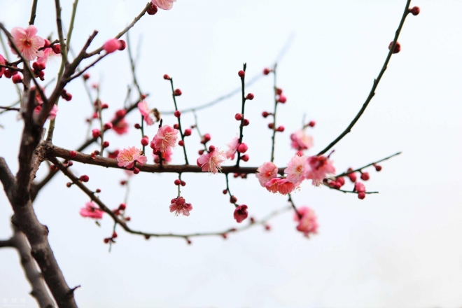 梅花