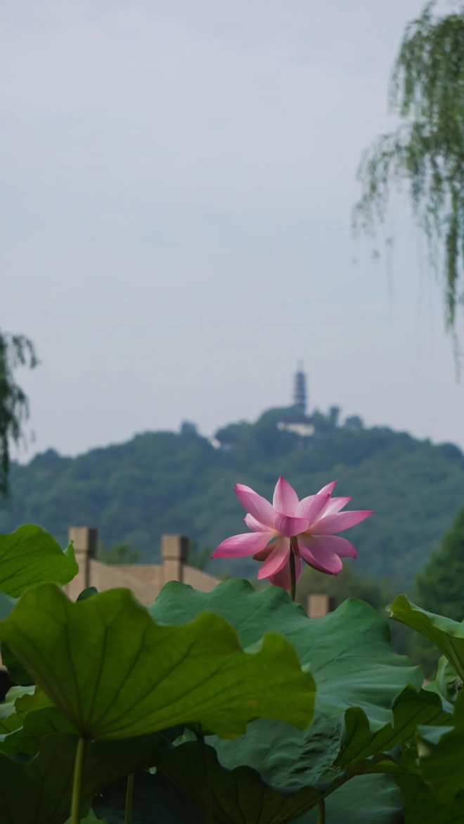 到渔庄赏荷，听石湖“荷”事，苏州再现赏荷胜地