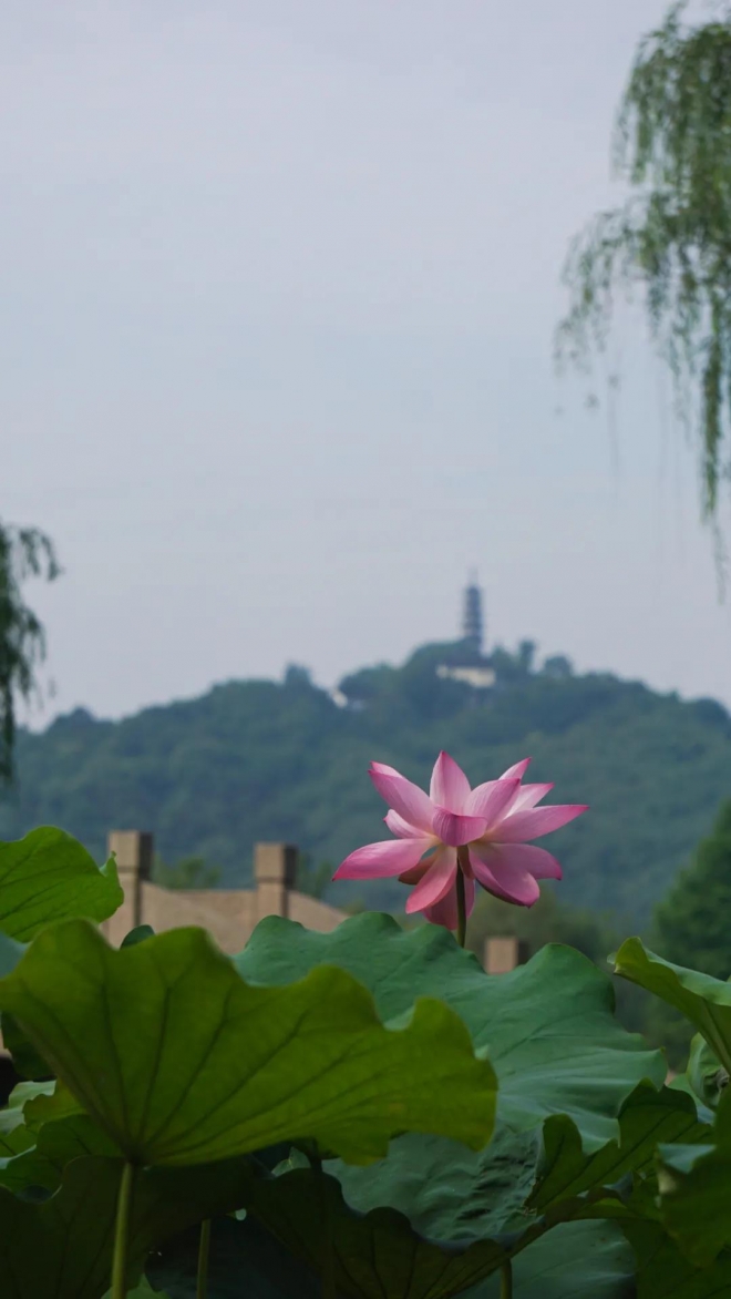 到渔庄赏荷，听石湖“荷”事，苏州再现赏荷胜地