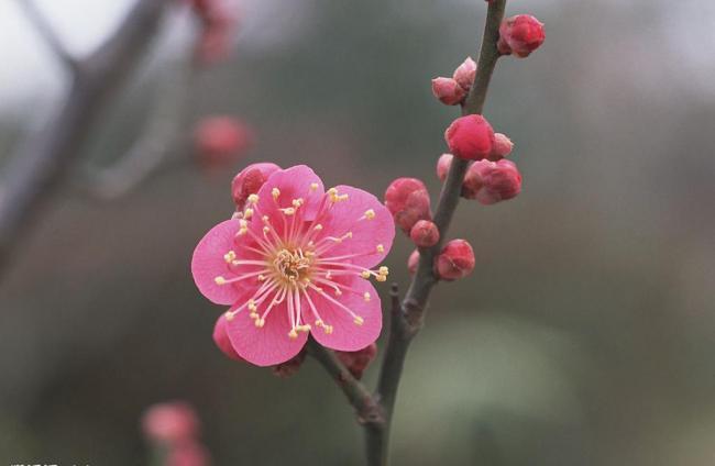 一剪梅