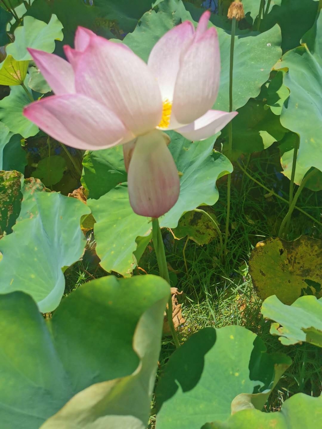 愿八月所遇皆浪漫