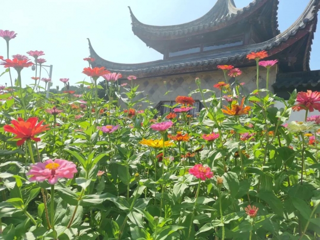 这份攻略请收好！苏州市植物园推出赏菊知识卡片