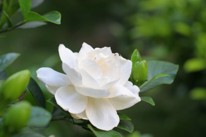栀子花开