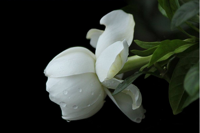 栀子花开