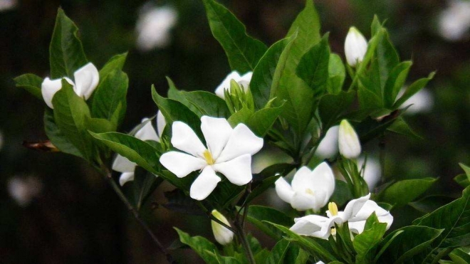 栀子花开