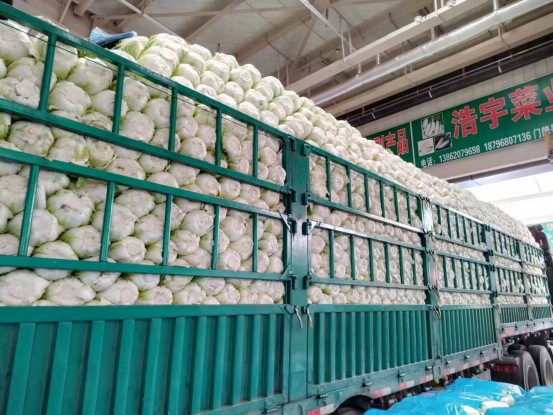 白菜销售日趋火爆，成为苏州南环桥市场销量榜首