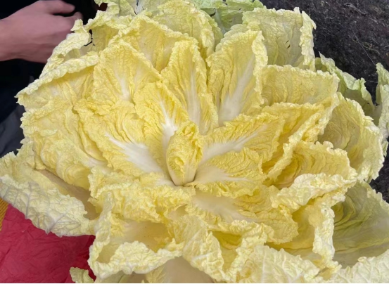 白菜销售日趋火爆，成为苏州南环桥市场销量榜首