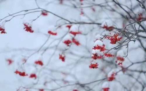 小雪，邂逅最美的冬天