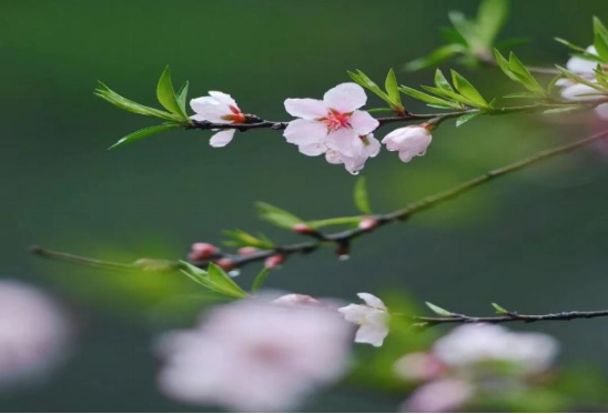 立春，愿山河无恙，人间皆安