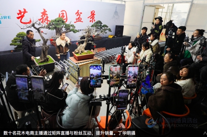江苏沭阳：矩阵直播带旺花木销售