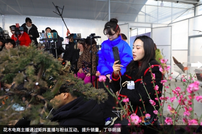 江苏沭阳：矩阵直播带旺花木销售