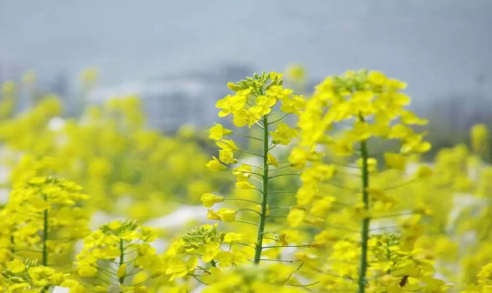 春分，与你共赴春日好时光
