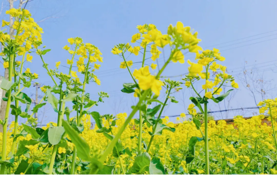 油菜花开