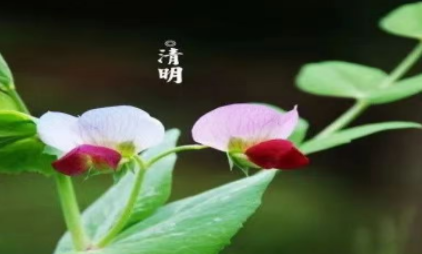 致清明
