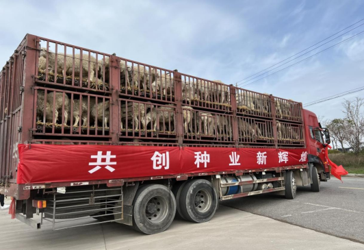 万只湖羊进新疆！江苏乾宝牧业联手兴牧源共创种业新辉煌