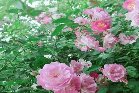 蔷薇花开