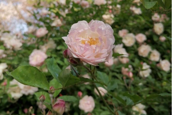 蔷薇花开
