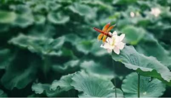 送给梅雨季节