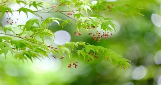 心中有花，人生有景