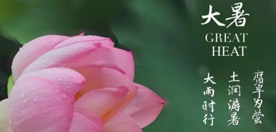 大暑荷花香，盛夏心且静
