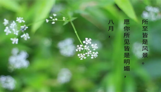 你好，八月