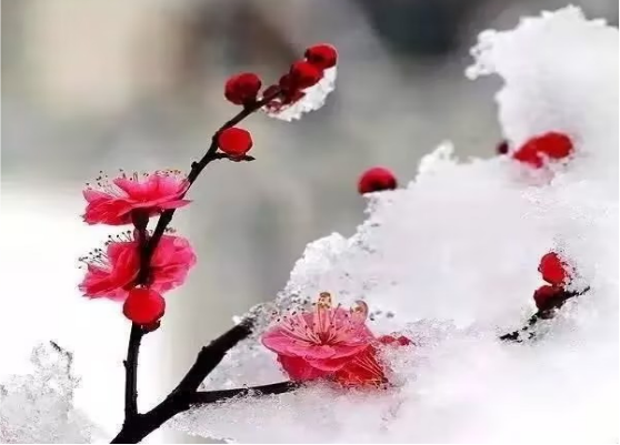 雪落为念，愿君安康