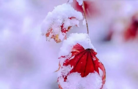 雪落为念，愿君安康