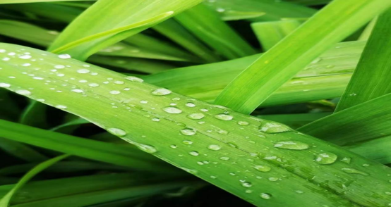 一年节气立春始，万象更新美好时