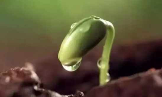 最美的诗词在雨水里
