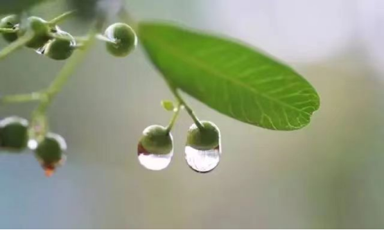 最美的诗词在雨水里