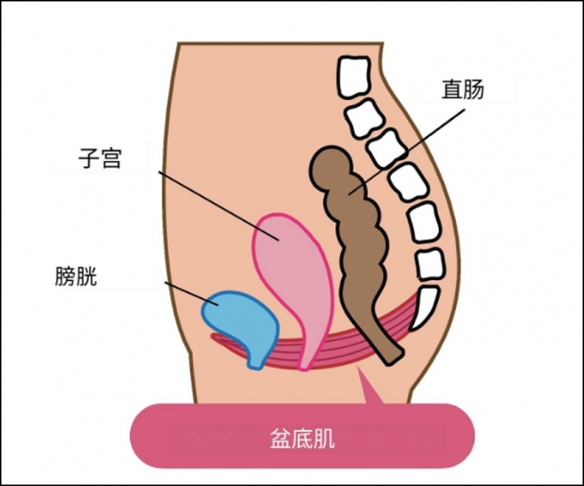 不可忽视的“盆底危机”！医生：正确认识盆底脱垂，早治疗早受益