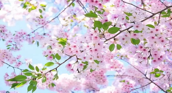 与天地共分春色，与万物共待曙光