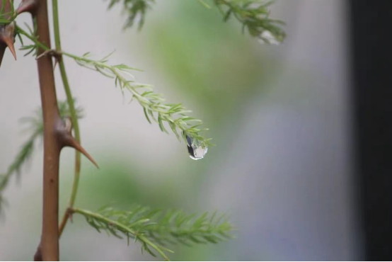 古诗词里邂逅清明