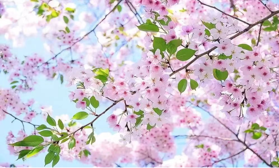 吴江的春