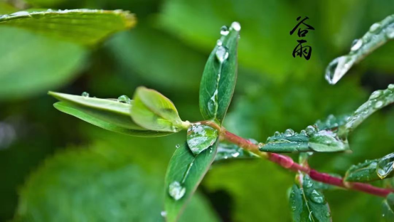 谷雨至，人间四月正好