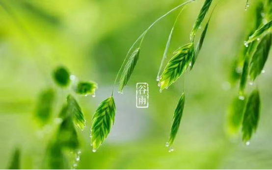 谷雨至，人间四月正好