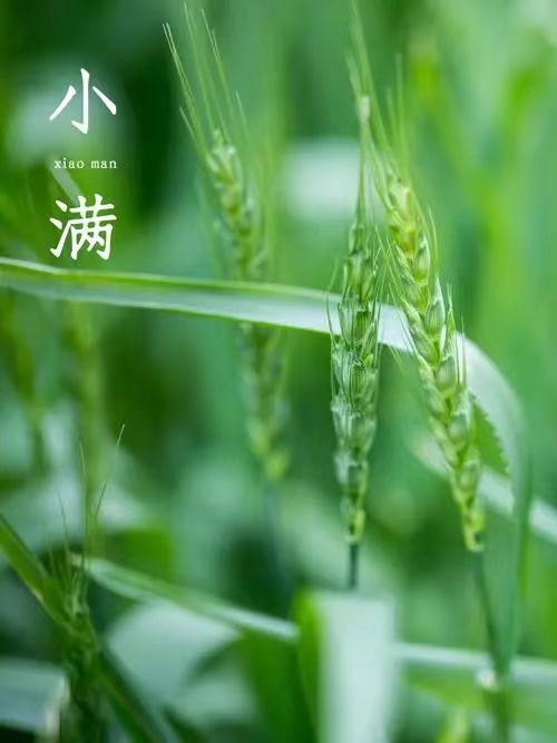 小麦青，梅子黄，遇见夏日好时光