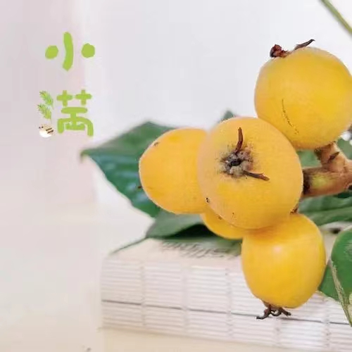 小麦青，梅子黄，遇见夏日好时光